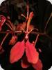 Renanthera imschootiana
